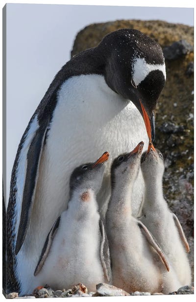 Antarctica, Antarctic Peninsula, Brown Bluff. Gentoo Penguin Feeding Three Chicks. Canvas Art Print - Antarctica Art