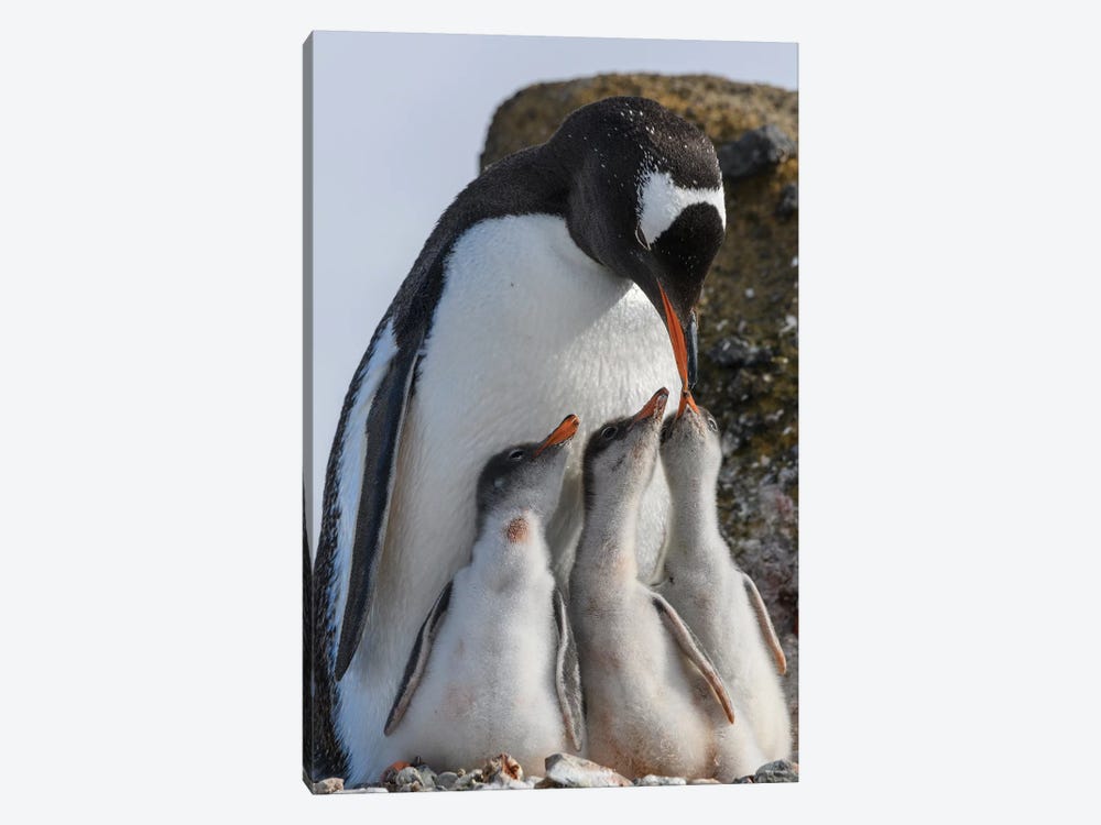 Antarctica, Antarctic Peninsula, Brown Bluff. Gentoo Penguin Feeding Three Chicks. by Yuri Choufour 1-piece Canvas Art