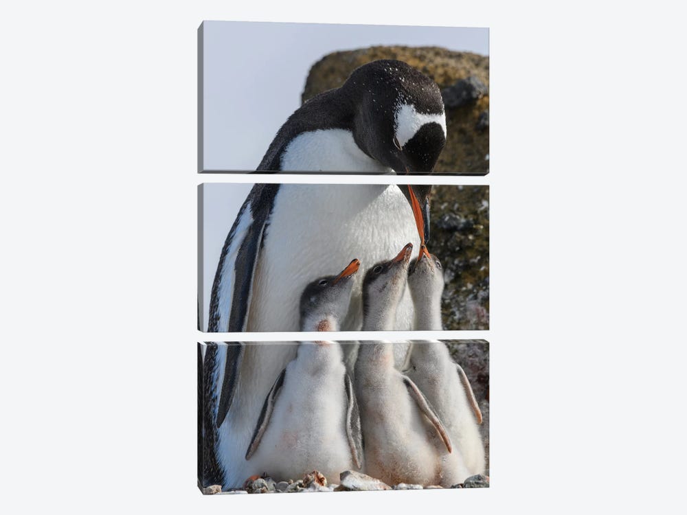 Antarctica, Antarctic Peninsula, Brown Bluff. Gentoo Penguin Feeding Three Chicks. by Yuri Choufour 3-piece Canvas Wall Art