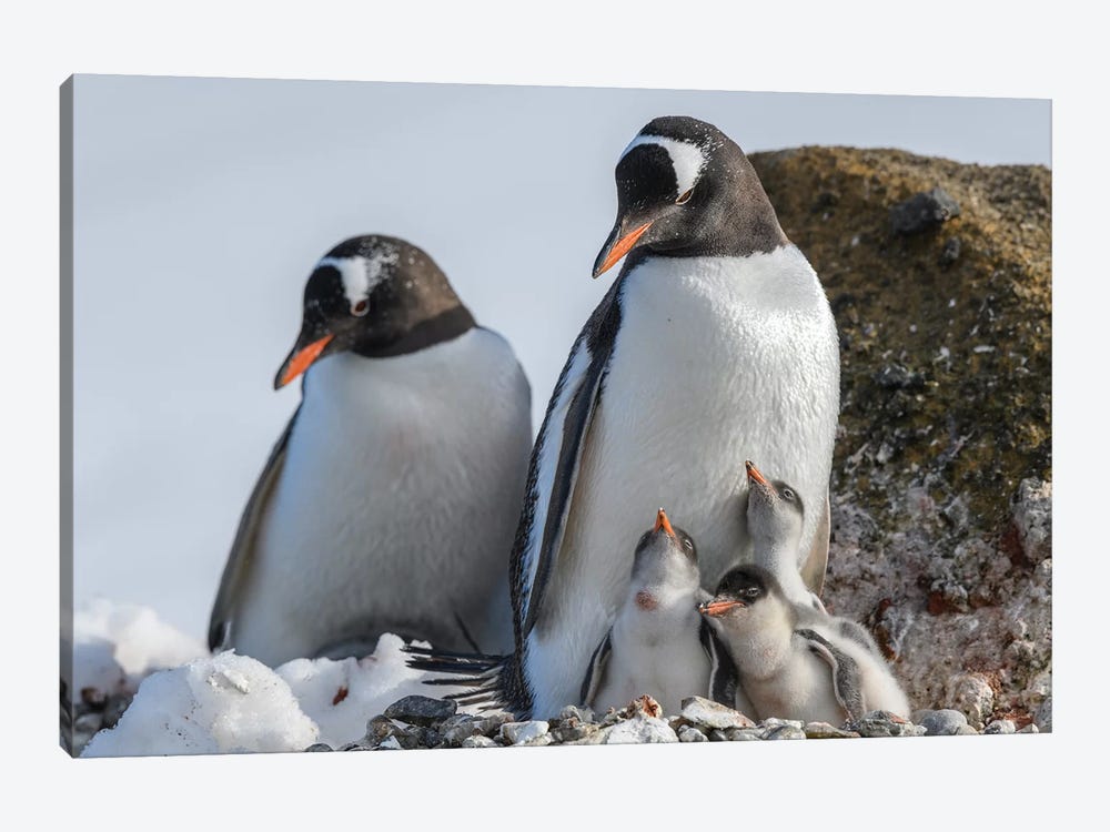 Antarctica, Antarctic Peninsula, Brown Bluff. Gentoo Penguin With Three Chicks. by Yuri Choufour 1-piece Canvas Art