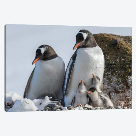 Antarctica, Antarctic Peninsula, Brown Bluff. Gentoo Penguin With Three Chicks. Canvas Print #YCH18} by Yuri Choufour Canvas Print
