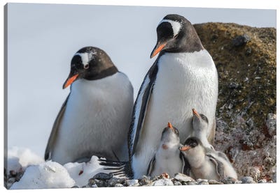 Antarctica, Antarctic Peninsula, Brown Bluff. Gentoo Penguin With Three Chicks. Canvas Art Print