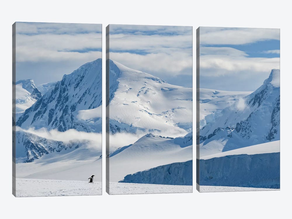Antarctic Peninsula, Antarctica, Damoy Point. Gentoo Penguin, Mountain Landscape. by Yuri Choufour 3-piece Art Print