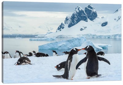 Antarctica, Antarctic Peninsula, Danco Island. Gentoo Penguin Courtship. Canvas Art Print - Yuri Choufour