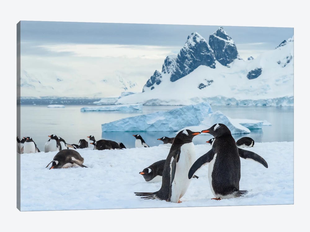 Antarctica, Antarctic Peninsula, Danco Island. Gentoo Penguin Courtship. by Yuri Choufour 1-piece Art Print