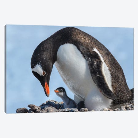 Antarctica, Antarctic Peninsula, Jougla Point. Gentoo Penguin And Chick. Canvas Print #YCH23} by Yuri Choufour Canvas Artwork