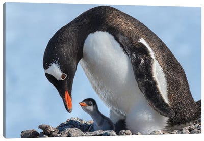 Antarctica, Antarctic Peninsula, Jougla Point. Gentoo Penguin And Chick. Canvas Art Print