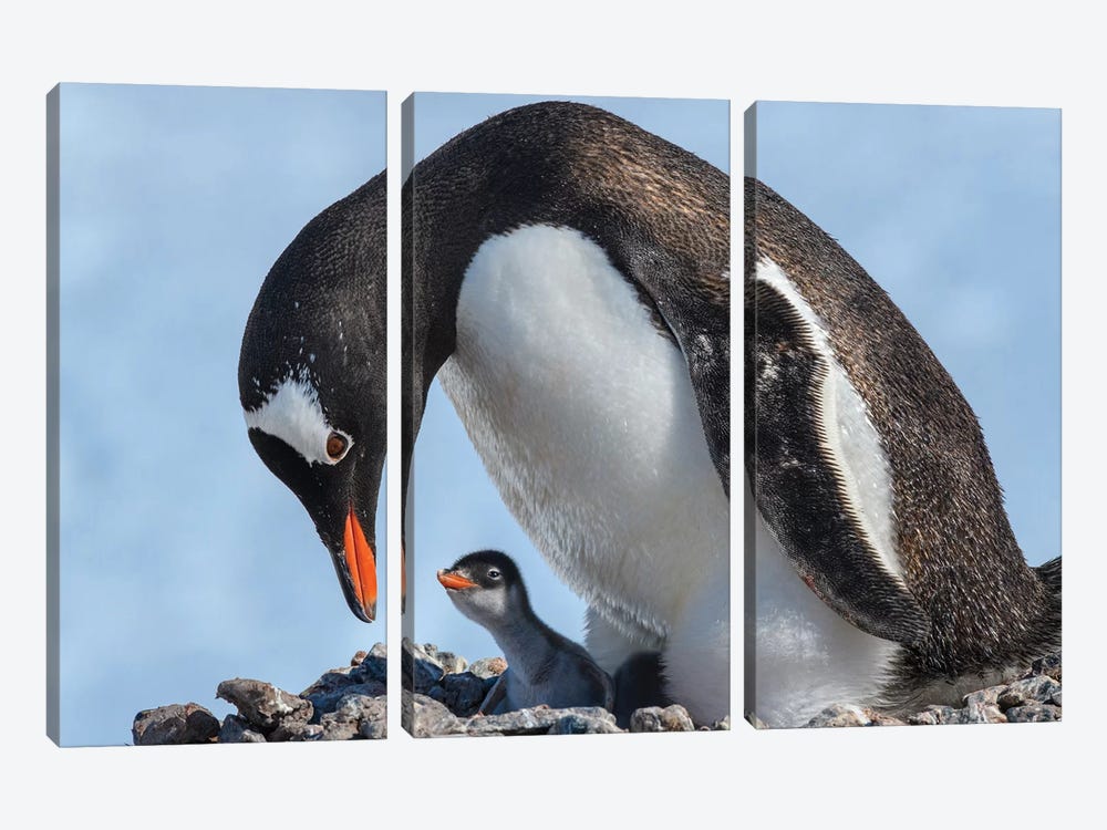 Antarctica, Antarctic Peninsula, Jougla Point. Gentoo Penguin And Chick. by Yuri Choufour 3-piece Canvas Wall Art
