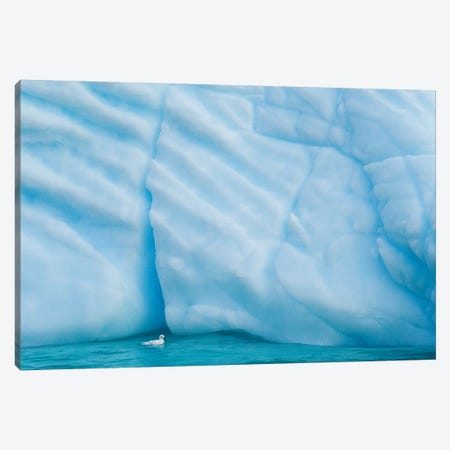 Antarctica, Antarctic Peninsula, Wilhelmina Bay With Iceberg, Glacial Ice And Snow Petrel. Canvas Print #YCH26} by Yuri Choufour Art Print