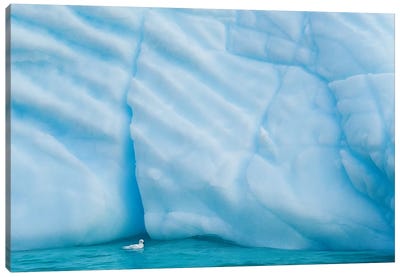 Antarctica, Antarctic Peninsula, Wilhelmina Bay With Iceberg, Glacial Ice And Snow Petrel. Canvas Art Print