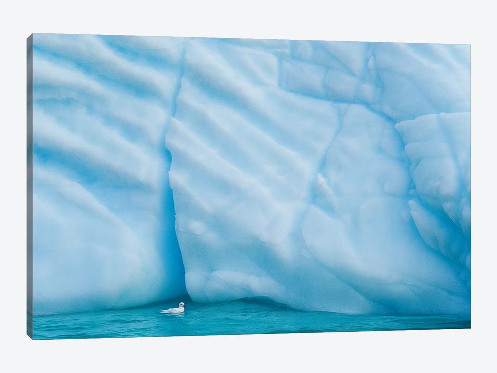 Antarctica, Antarctic Peninsula, Wilhelmina Bay With Iceberg, Glacial Ice And Snow Petrel. by Yuri Choufour 1-piece Canvas Art Print