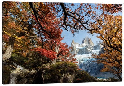 Argentina, Los Glaciares National Park. Mt. Fitz Roy Through Window Of Lenga Beech Trees In Fall. Canvas Art Print - Yuri Choufour