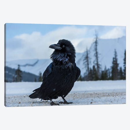 Canada, Alberta, Icefields Parkway. Common Raven At Roadside. Canvas Print #YCH39} by Yuri Choufour Canvas Print