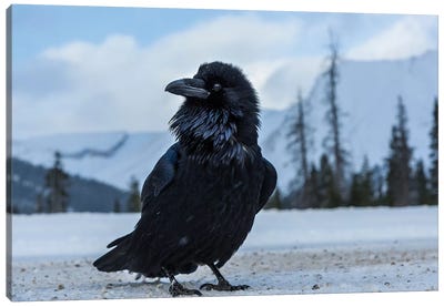 Canada, Alberta, Icefields Parkway. Common Raven At Roadside. Canvas Art Print - Yuri Choufour