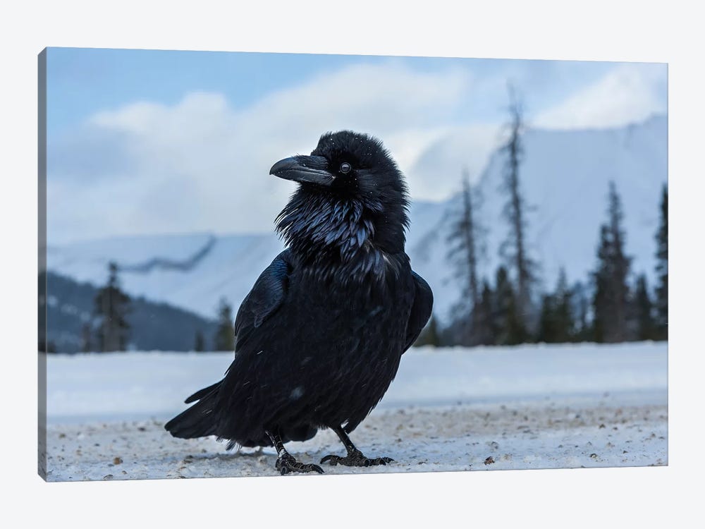 Canada, Alberta, Icefields Parkway. Common Raven At Roadside. by Yuri Choufour 1-piece Art Print