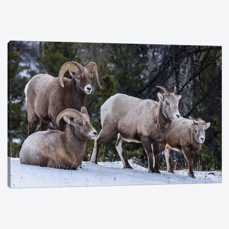 Canada, Alberta, Jasper. Bighorn Sheep Family. Canvas Print #YCH44} by Yuri Choufour Art Print