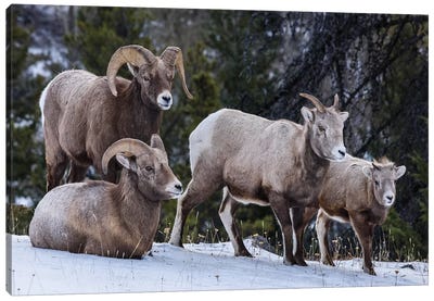 Canada, Alberta, Jasper. Bighorn Sheep Family. Canvas Art Print - Yuri Choufour