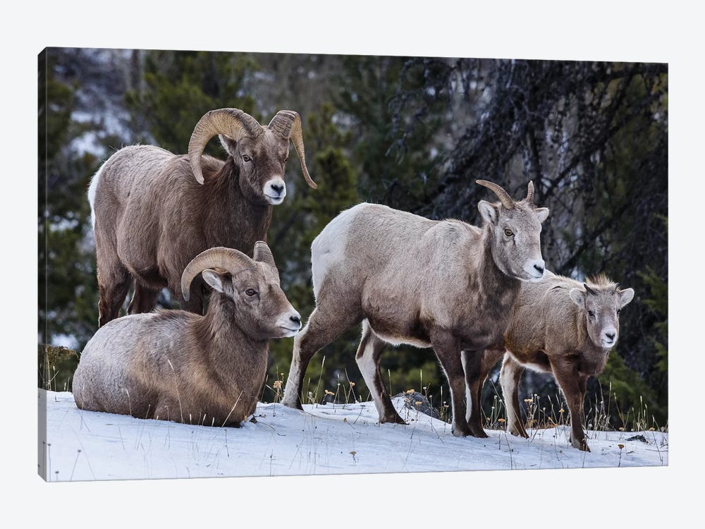 Canada, Alberta, Jasper. Bighorn Sheep Family. by Yuri Choufour 1-piece Canvas Print