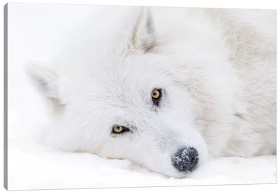 Canada, Alberta, Yamnuska Wolfdog Sanctuary. White Wolfdog Portrait. Canvas Art Print - Yuri Choufour