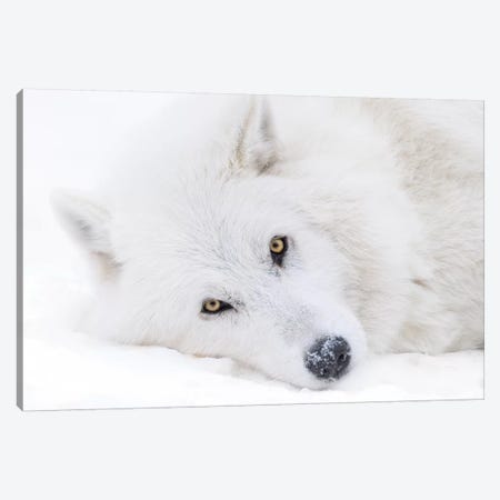 Canada, Alberta, Yamnuska Wolfdog Sanctuary. White Wolfdog Portrait. Canvas Print #YCH46} by Yuri Choufour Canvas Art Print