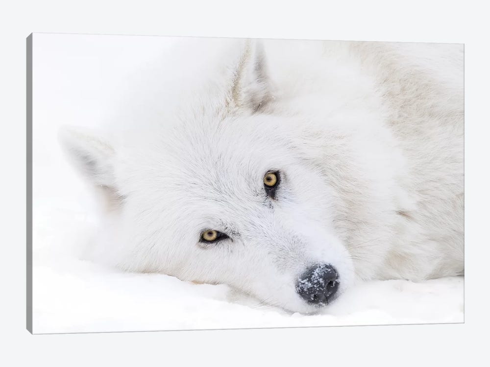 Canada, Alberta, Yamnuska Wolfdog Sanctuary. White Wolfdog Portrait. by Yuri Choufour 1-piece Canvas Print