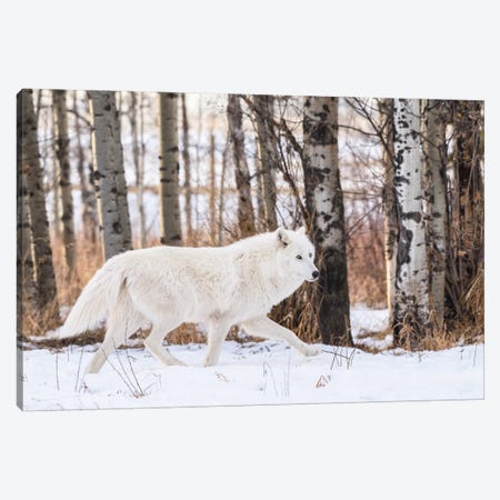 Canada, Alberta, Yamnuska Wolfdog Sanctuary. White Wolfdog. Canvas Print #YCH47} by Yuri Choufour Art Print