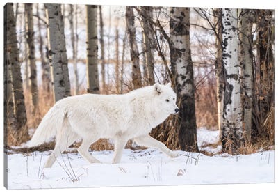 Canada, Alberta, Yamnuska Wolfdog Sanctuary. White Wolfdog. Canvas Art Print - Yuri Choufour