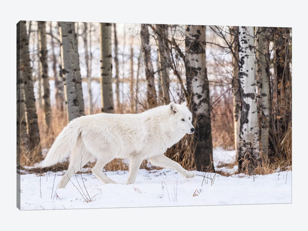 Canada, Alberta, Yamnuska Wolfdog Sanctuary. White Wolfdog. by Yuri Choufour 1-piece Canvas Wall Art