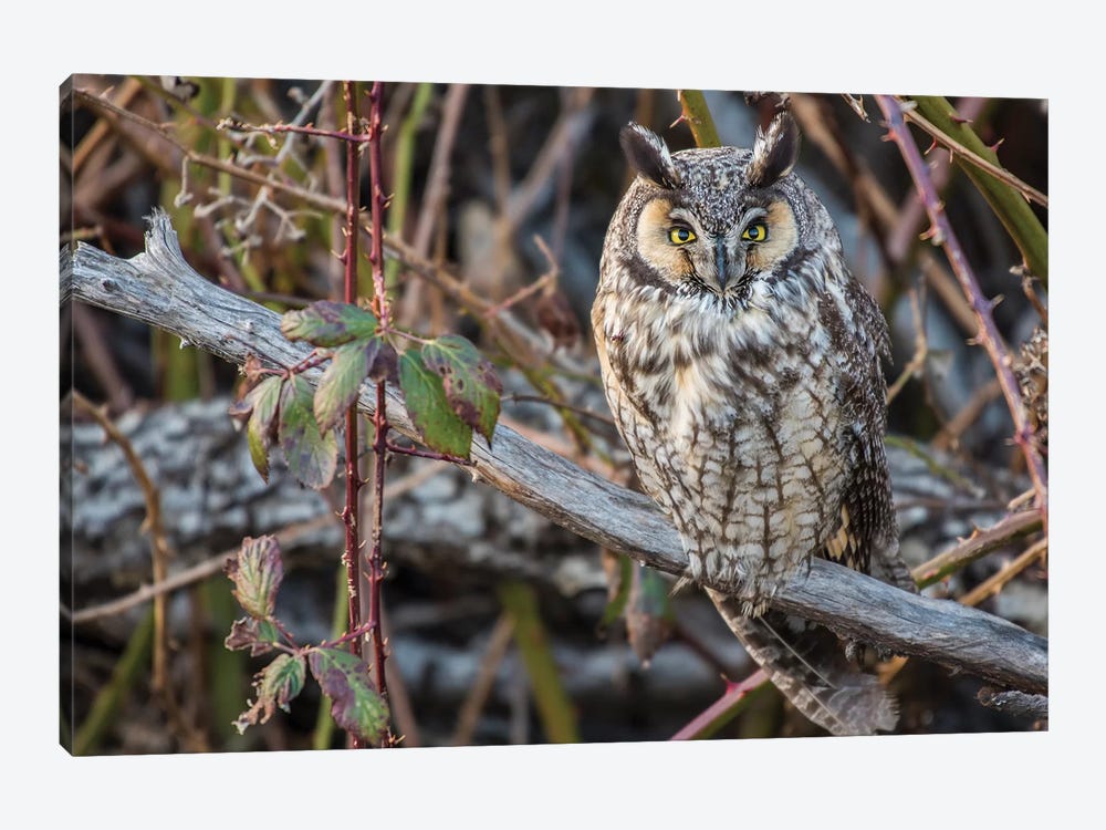 Canada, British Columbia, Boundary Bay. Long-Eared Owl Perched On Blackberry Bush. by Yuri Choufour 1-piece Canvas Art Print