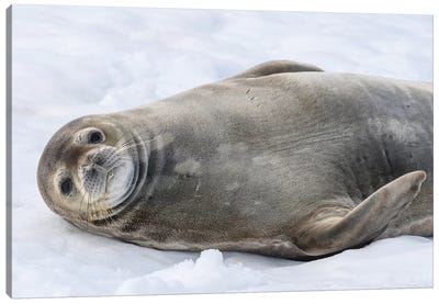 Antarctic Peninsula, Antarctica, Half Moon Island. Weddell Seal Resting. Canvas Art Print - Seal Art