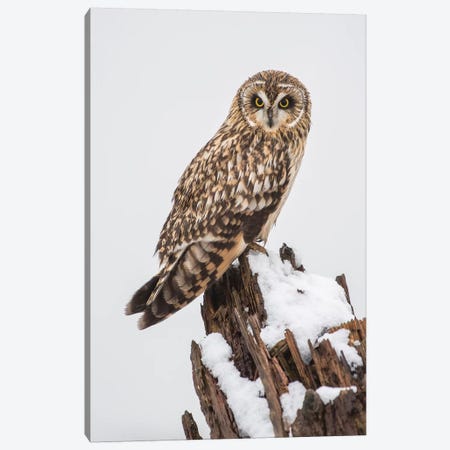 Canada, British Columbia, Boundary Bay. Short-Eared Owl Perched On Driftwood In Winter. Canvas Print #YCH51} by Yuri Choufour Art Print