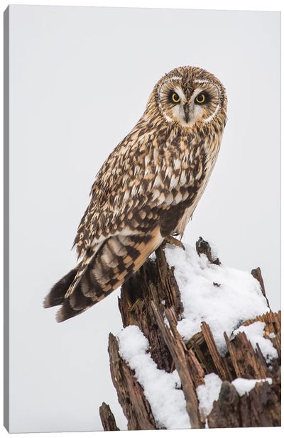 Canada, British Columbia, Boundary Bay. Short-Eared Owl Perched On Driftwood In Winter. Canvas Art Print - Yuri Choufour