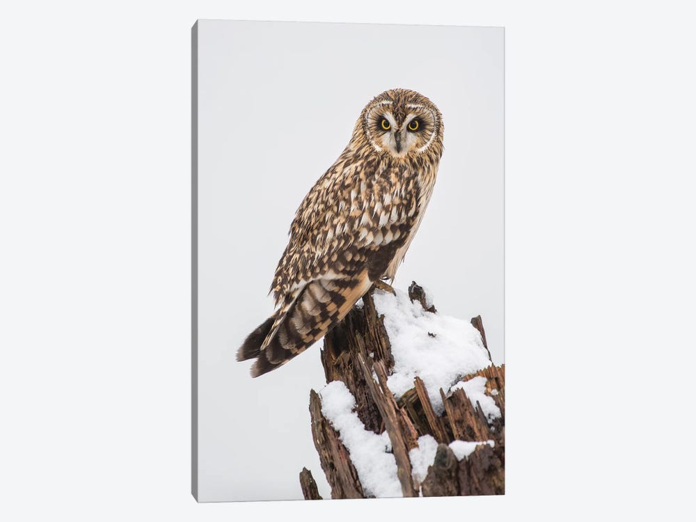 Canada, British Columbia, Boundary Bay. Short-Eared Owl Perched On Driftwood In Winter. by Yuri Choufour 1-piece Canvas Art Print