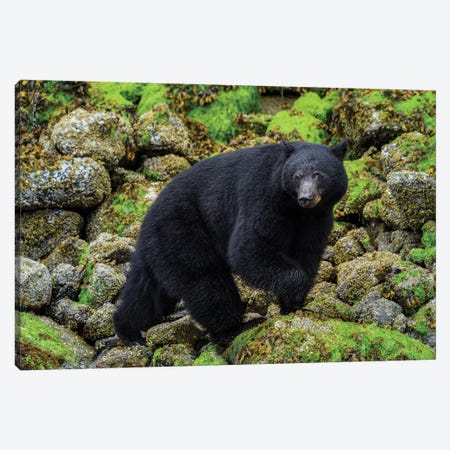 Canada, British Columbia, Clayoquot Sound. Black Bear Foraging In Intertidal Zone. Canvas Print #YCH53} by Yuri Choufour Canvas Print