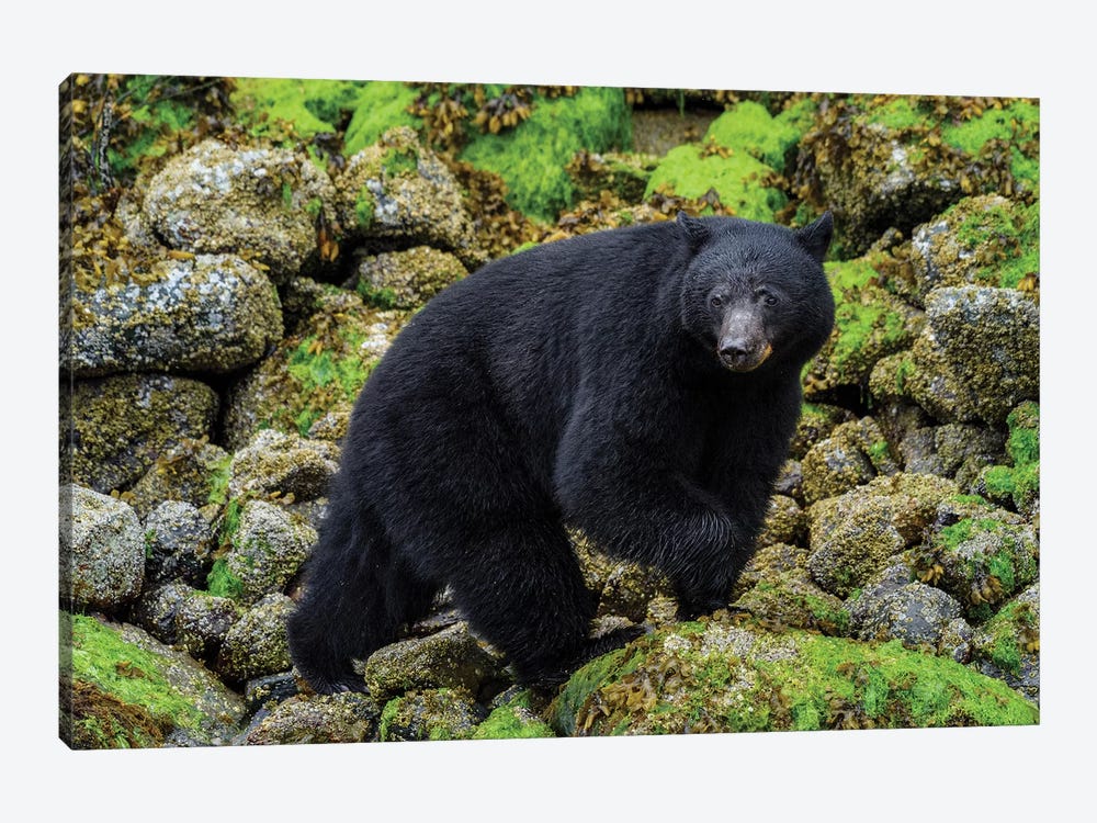 Canada, British Columbia, Clayoquot Sound. Black Bear Foraging In Intertidal Zone. by Yuri Choufour 1-piece Art Print