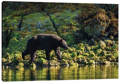 Canada, British Columbia, Clayoquot Sound. Black Bear Foraging In Intertidal Zone. Canvas Art Print - Black Bear Art