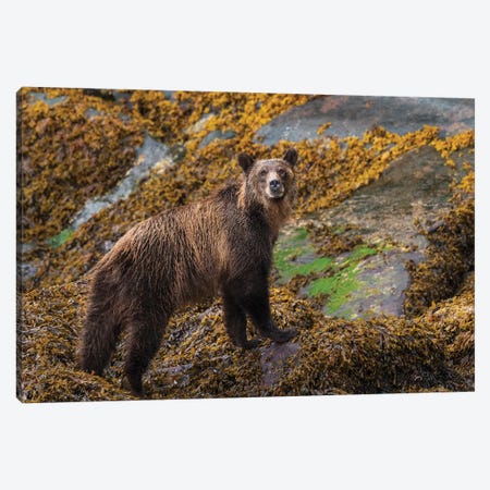 Canada, British Columbia, Knight Inlet. Grizzly Bear In The Intertidal Zone. Canvas Print #YCH59} by Yuri Choufour Art Print