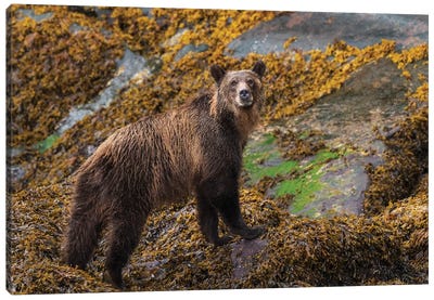 Canada, British Columbia, Knight Inlet. Grizzly Bear In The Intertidal Zone. Canvas Art Print - Yuri Choufour