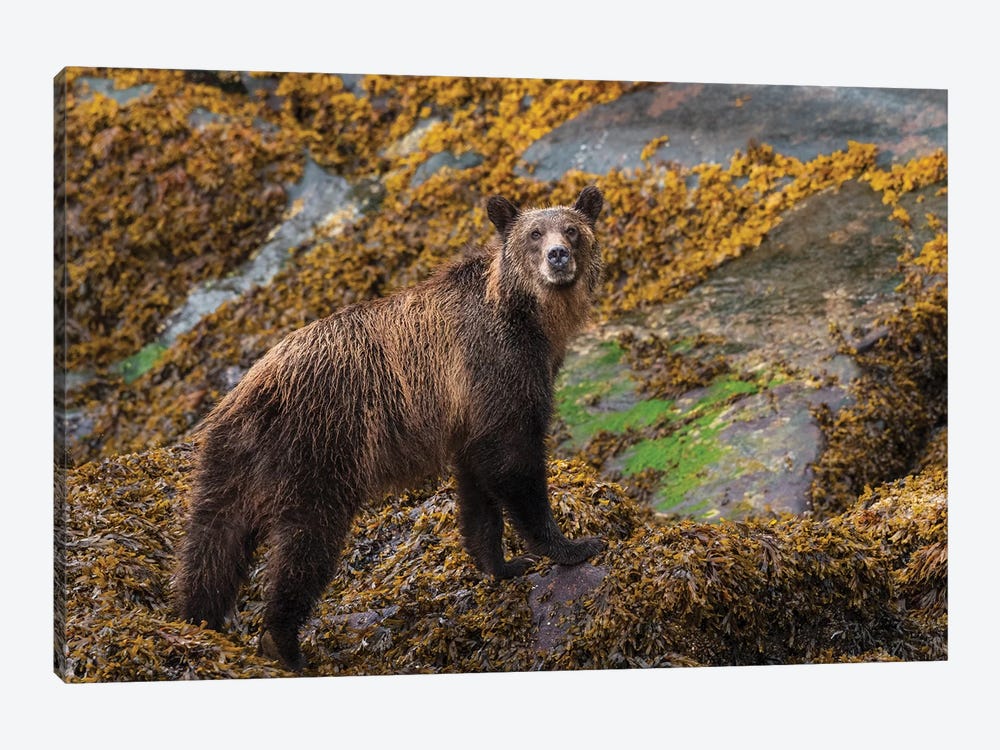 Canada, British Columbia, Knight Inlet. Grizzly Bear In The Intertidal Zone. by Yuri Choufour 1-piece Canvas Art Print