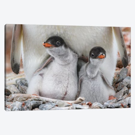Antarctic Peninsula, Antarctica, Jougla Point. Gentoo Penguin Chicks, Sibling Love. Canvas Print #YCH5} by Yuri Choufour Canvas Wall Art