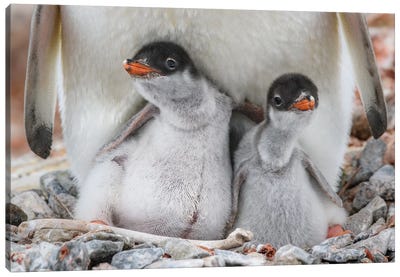 Antarctic Peninsula, Antarctica, Jougla Point. Gentoo Penguin Chicks, Sibling Love. Canvas Art Print - Yuri Choufour