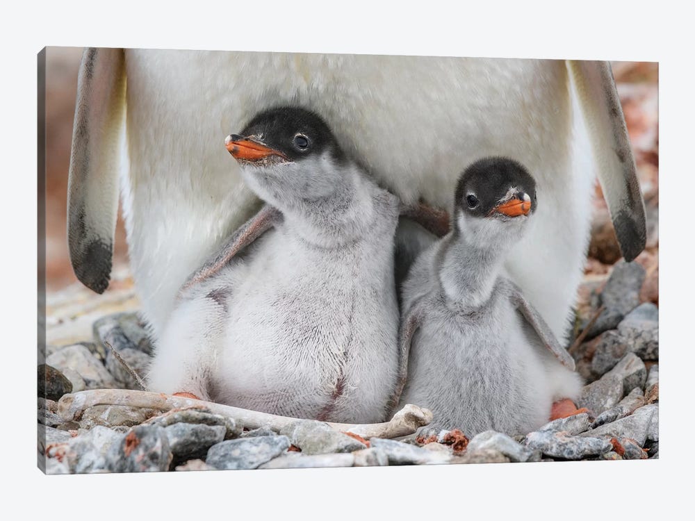Antarctic Peninsula, Antarctica, Jougla Point. Gentoo Penguin Chicks, Sibling Love. by Yuri Choufour 1-piece Art Print