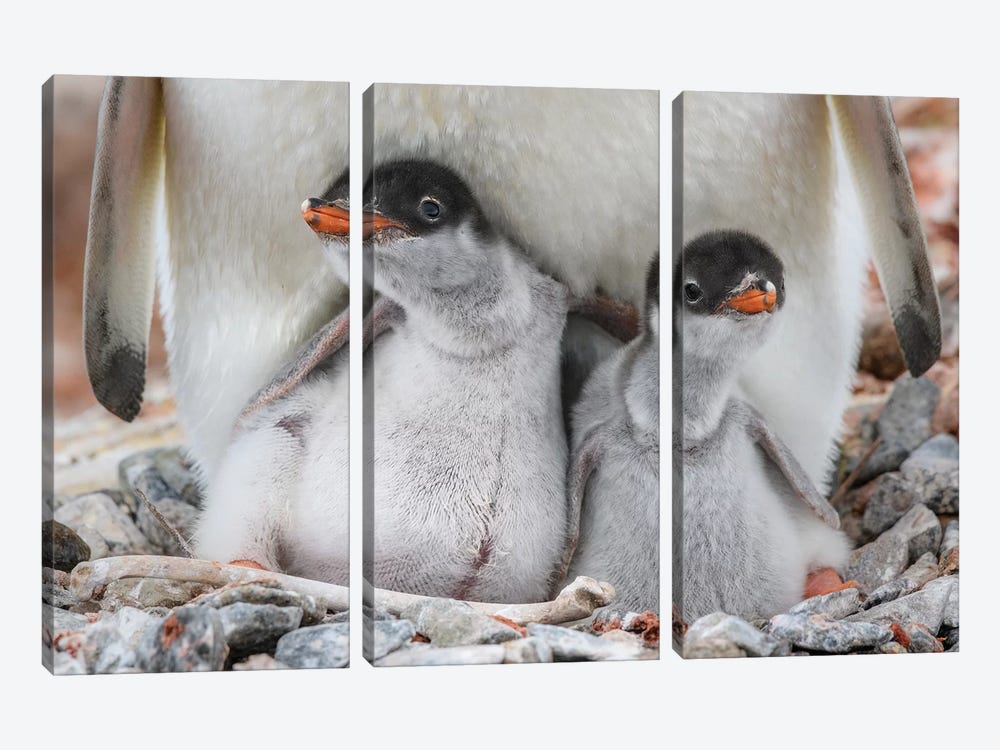 Antarctic Peninsula, Antarctica, Jougla Point. Gentoo Penguin Chicks, Sibling Love. by Yuri Choufour 3-piece Canvas Print
