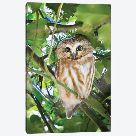 Canada, British Columbia, Reifel Migratory Bird Sanctuary. Northern Saw-Whet Owl Perched In Holly Bush. Canvas Print #YCH61} by Yuri Choufour Canvas Wall Art