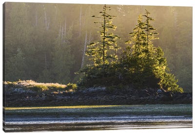 Canada, British Columbia, Tofino. Backlit Western Red Cedar Trees. Canvas Art Print - Yuri Choufour