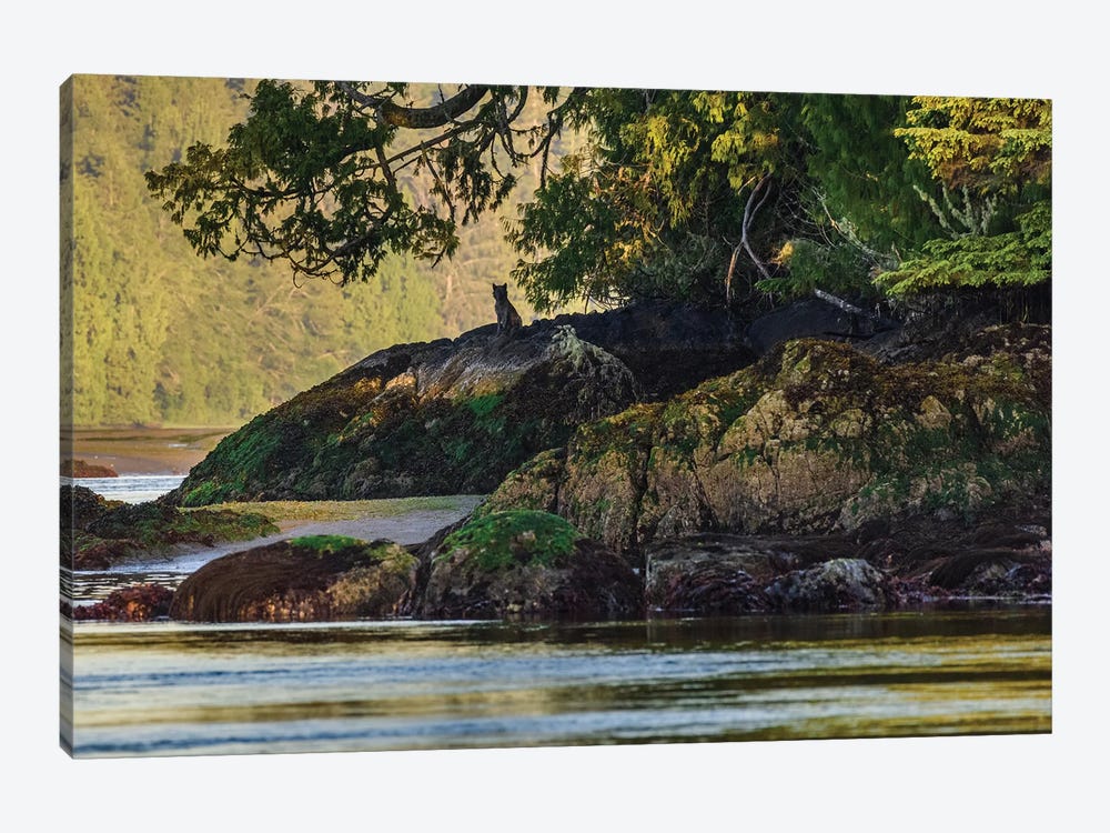 Canada, British Columbia, Tofino. Coastal Wolf In The Intertidal Zone. by Yuri Choufour 1-piece Canvas Art