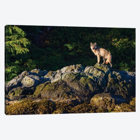 Canada, British Columbia, Tofino. Coastal Wolf In The Intertidal Zone. Canvas Print #YCH64} by Yuri Choufour Canvas Art Print