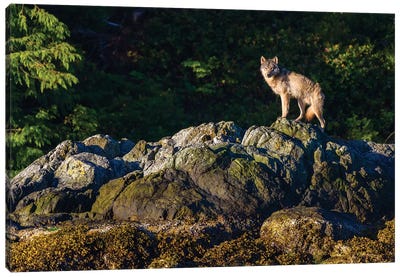 Canada, British Columbia, Tofino. Coastal Wolf In The Intertidal Zone. Canvas Art Print - Yuri Choufour