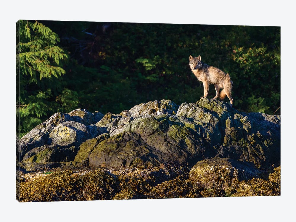 Canada, British Columbia, Tofino. Coastal Wolf In The Intertidal Zone. by Yuri Choufour 1-piece Art Print