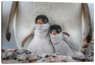 Antarctic Peninsula, Antarctica, Jougla Point. Gentoo Penguin Chicks. Canvas Art Print - Antarctica Art